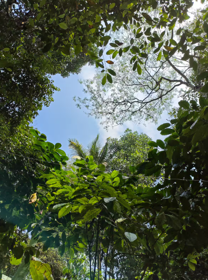 Charming A-Frame cabin in Wayanad x Solis Nature