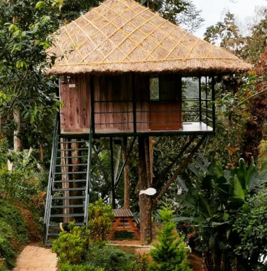 Noah's Nest Treehouse x Solis Nature