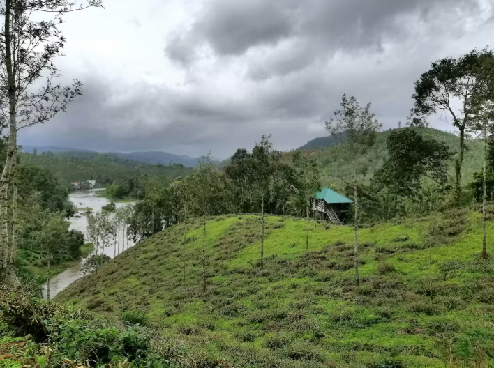 Noah's Nest Treehouse x Solis Nature