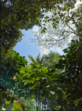 Peaceful Room w/ Pool & Stunning Wayanad x Solis Nature