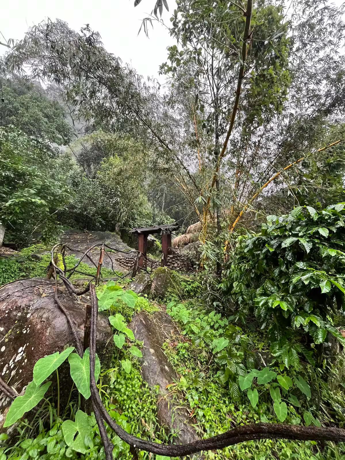 The Wild Mysteries x Solis Nature