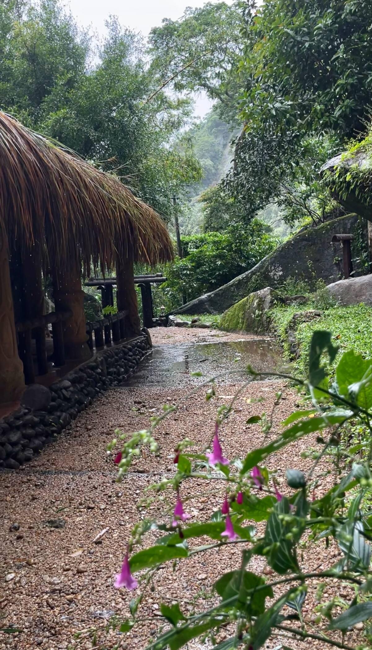 The Wild Mysteries x Solis Nature