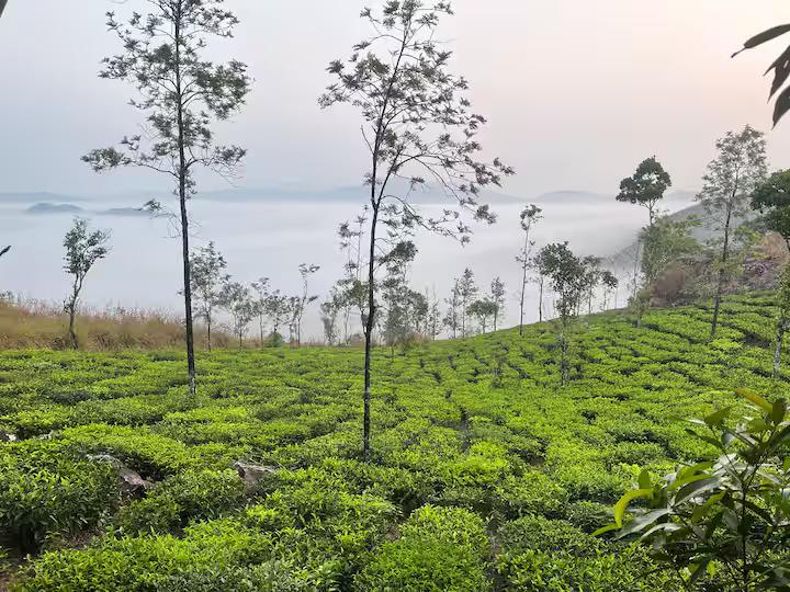 Thumpayil Hills Plantation Homestay x Solis Nature