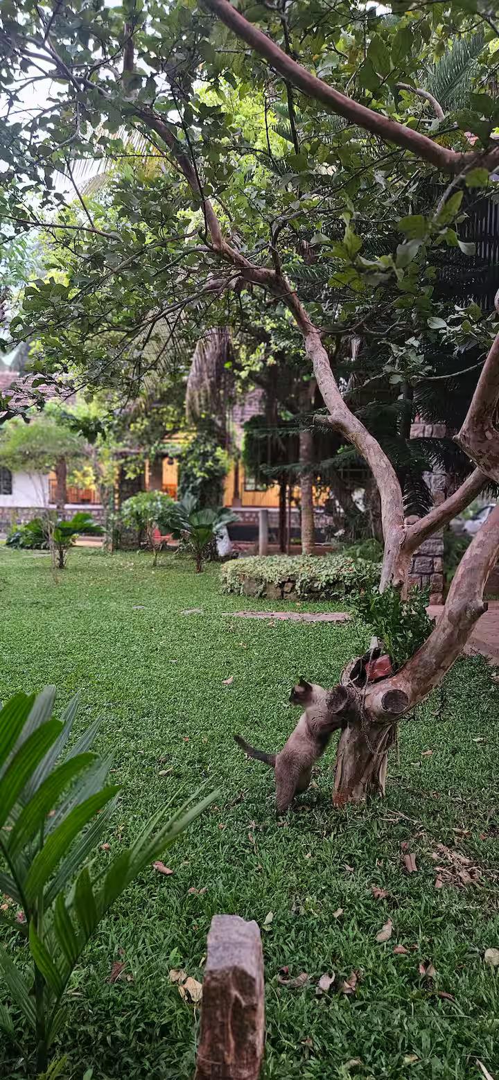 Pannadikadu Ranch House x Solis Nature