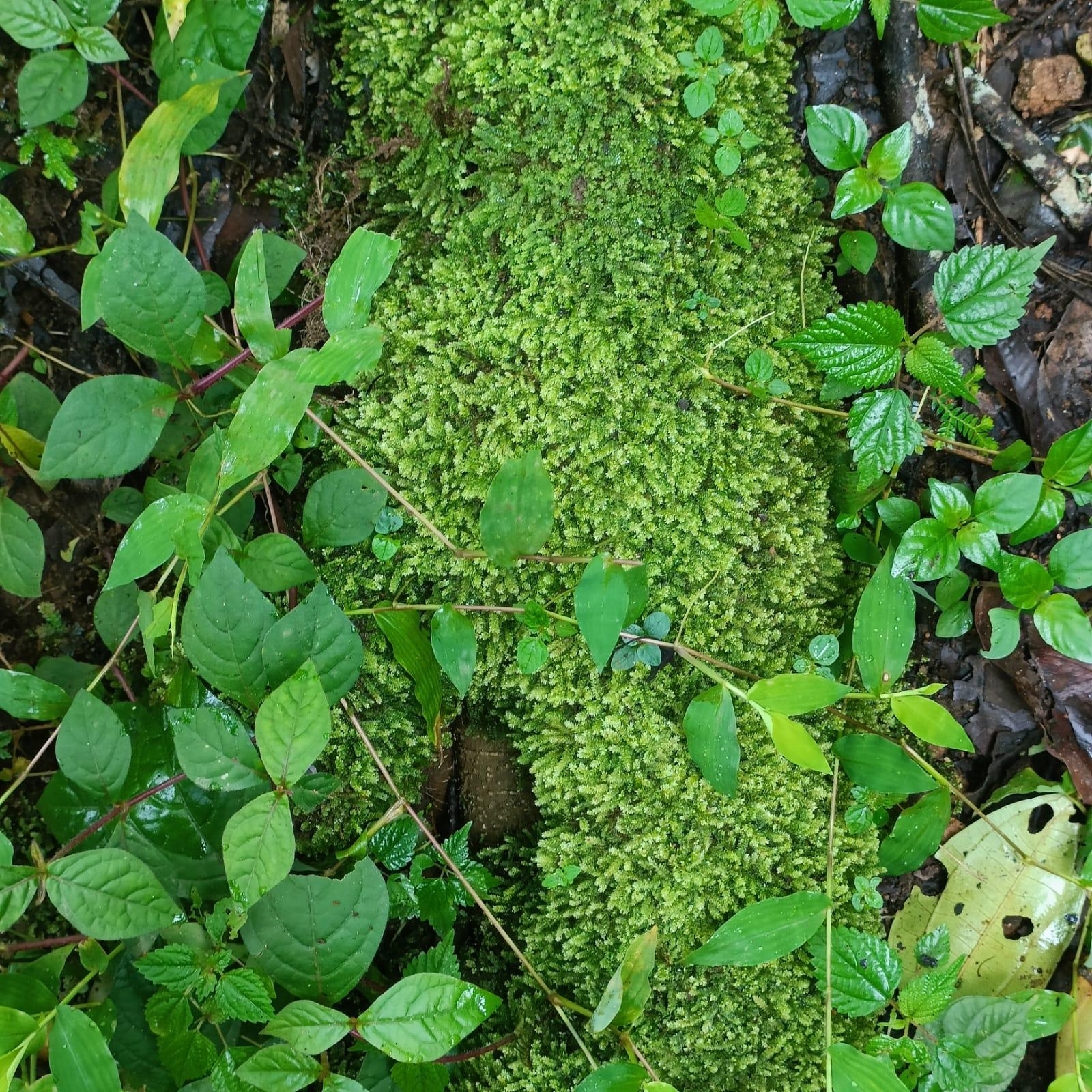 Swastham Estate Bunglow x Solis Nature