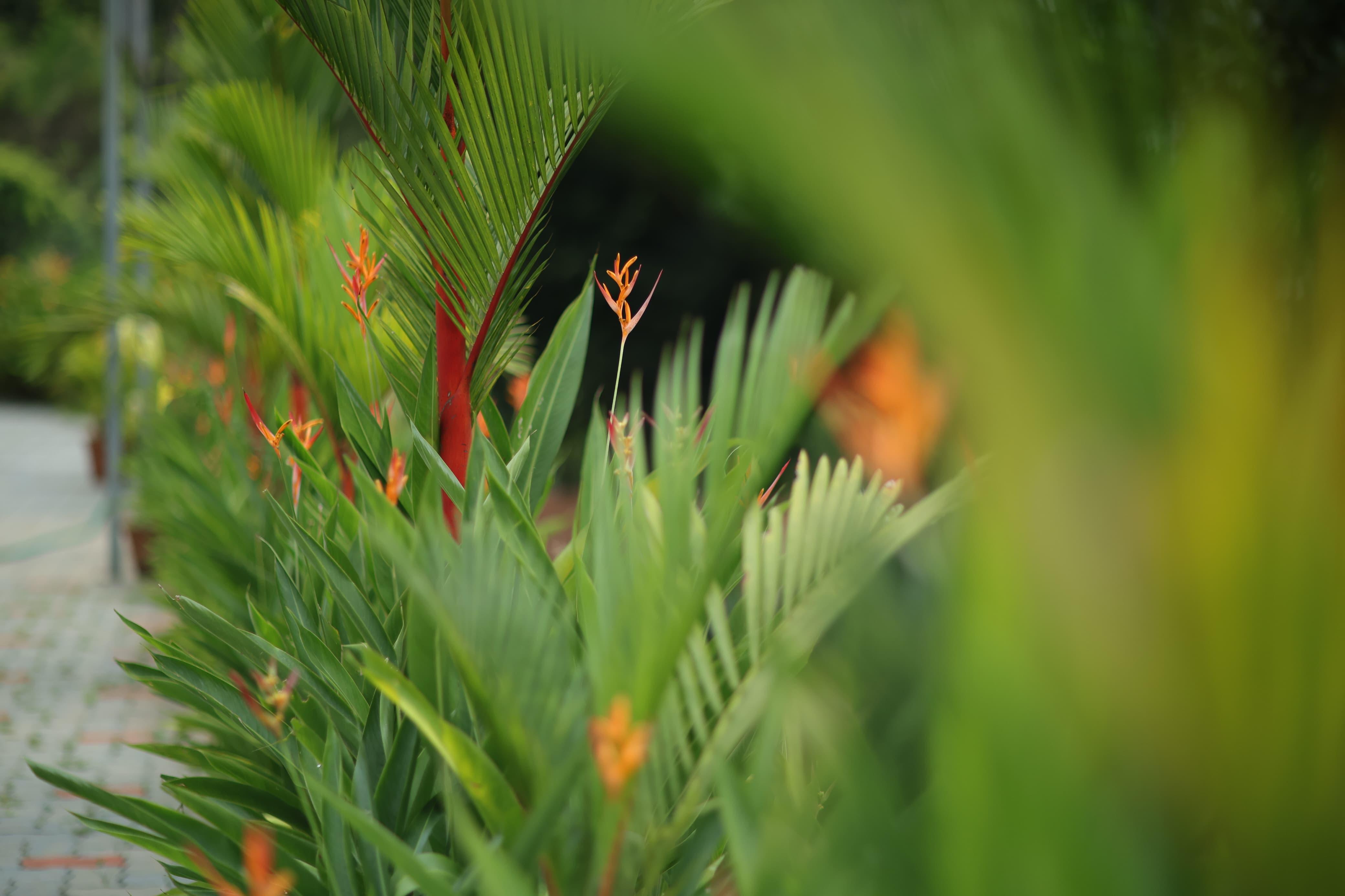 Nature Cascade Resort x Solis Nature