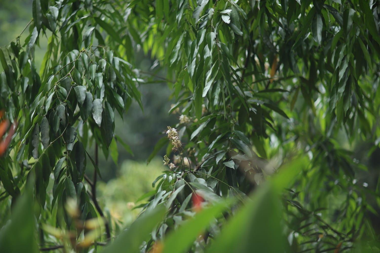 Nature Cascade Resort x Solis Nature