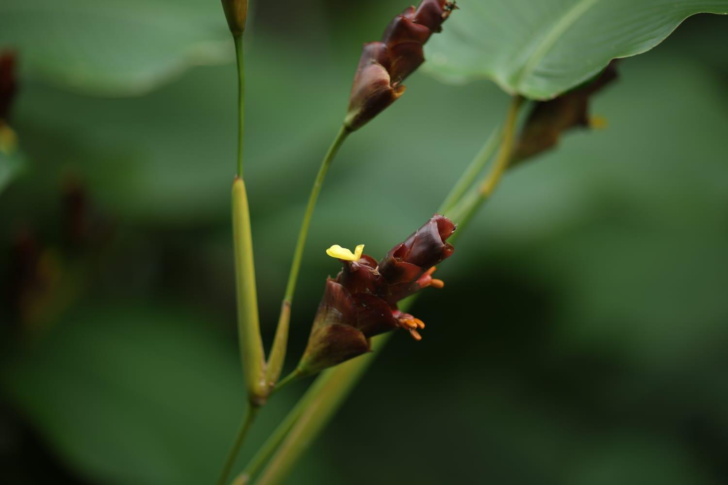Nature Cascade Resort x Solis Nature