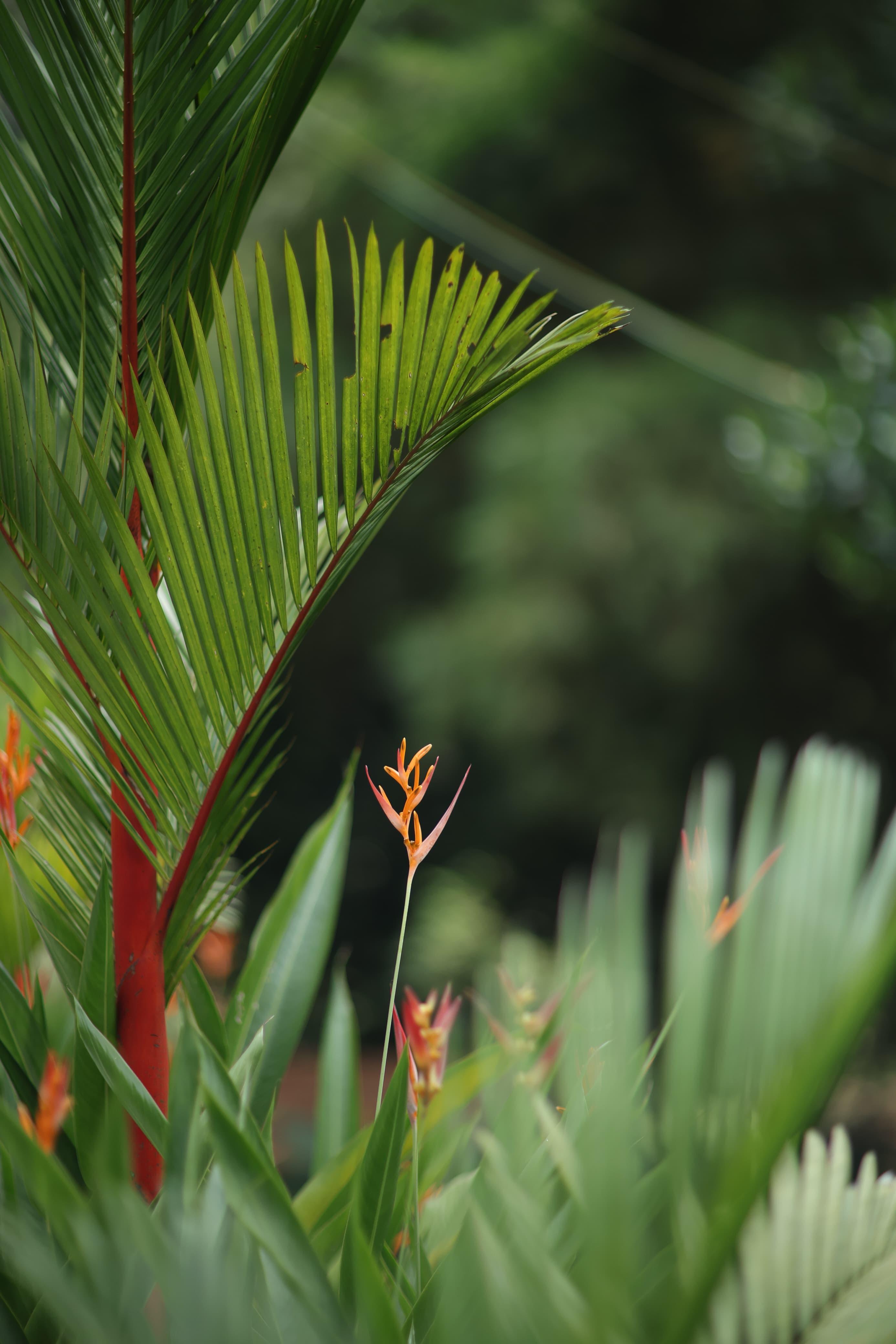 Nature Cascade Resort x Solis Nature