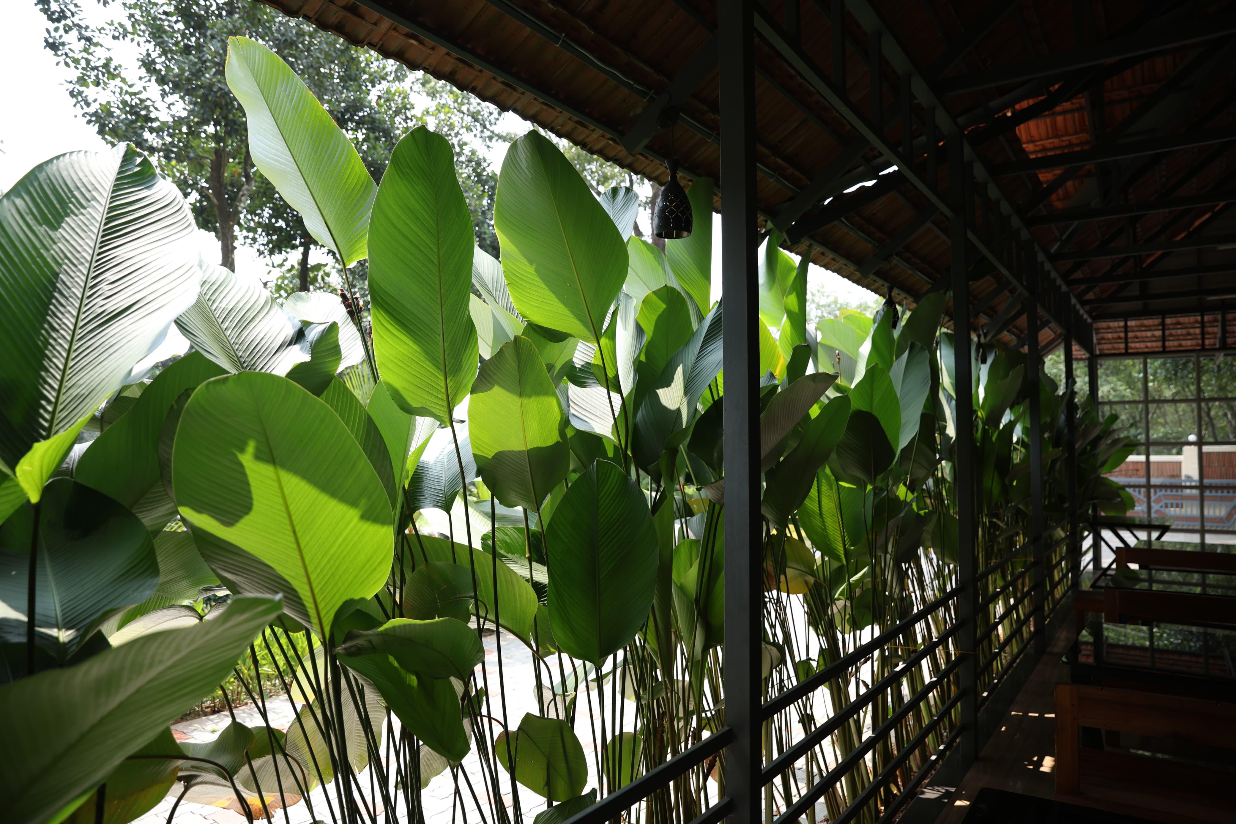 Nature Cascade Resort x Solis Nature