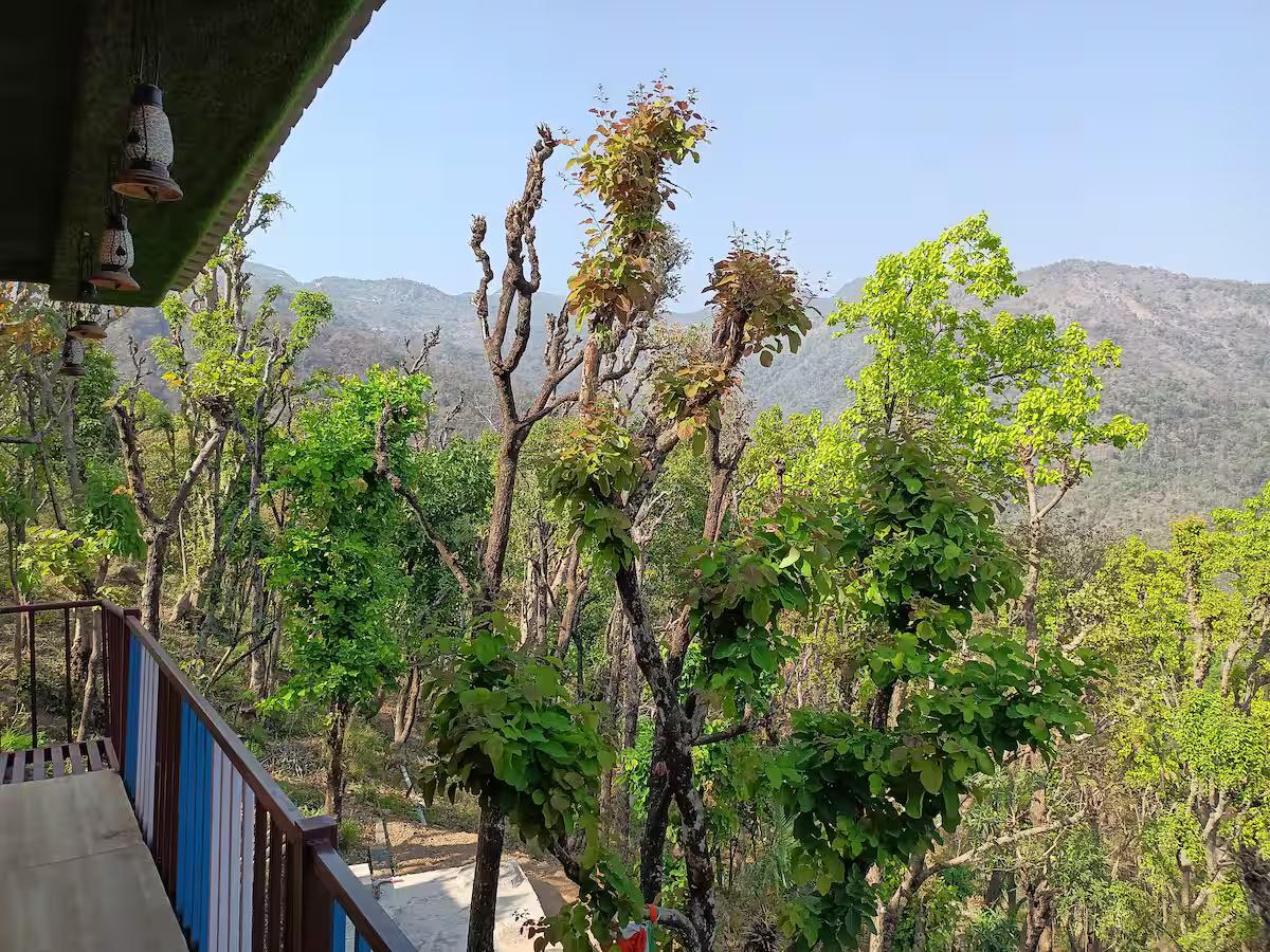 Aaron: Cheerful Place In the Forest x Solis Nature