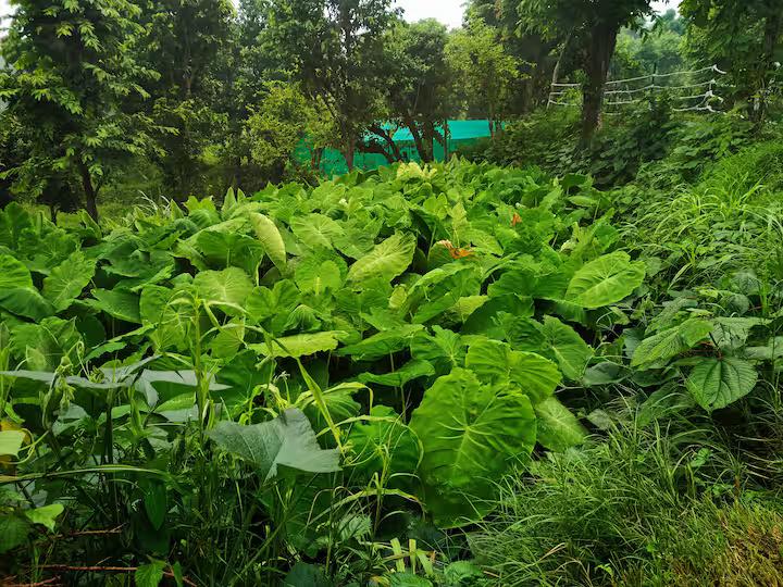 Aaron: Cheerful Place In the Forest x Solis Nature