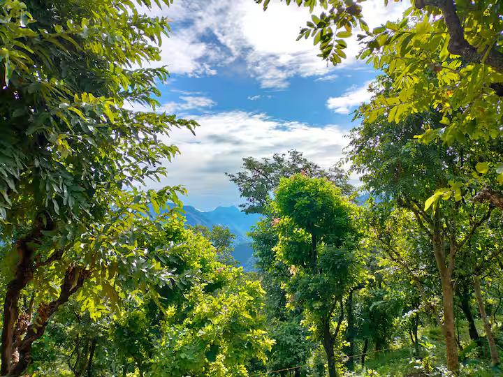 Aaron: Cheerful Place In the Forest x Solis Nature