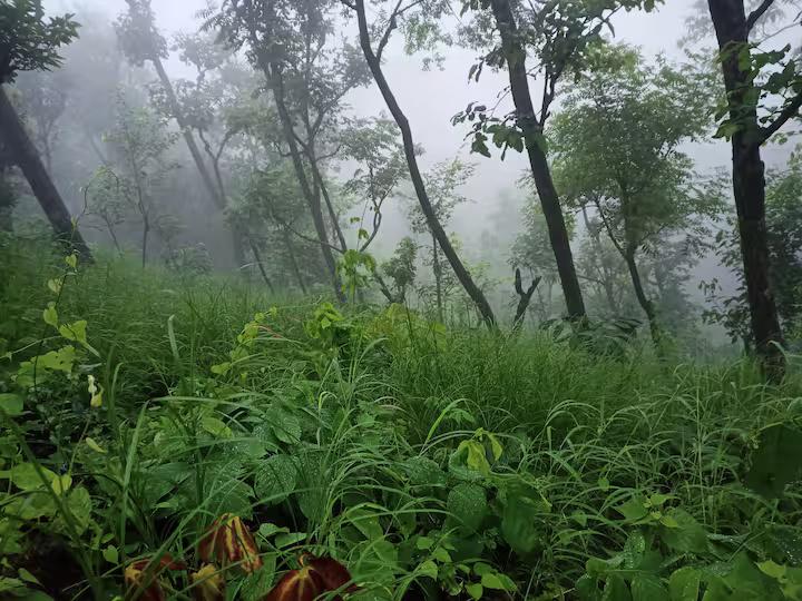 Aaron: Cheerful Place In the Forest x Solis Nature