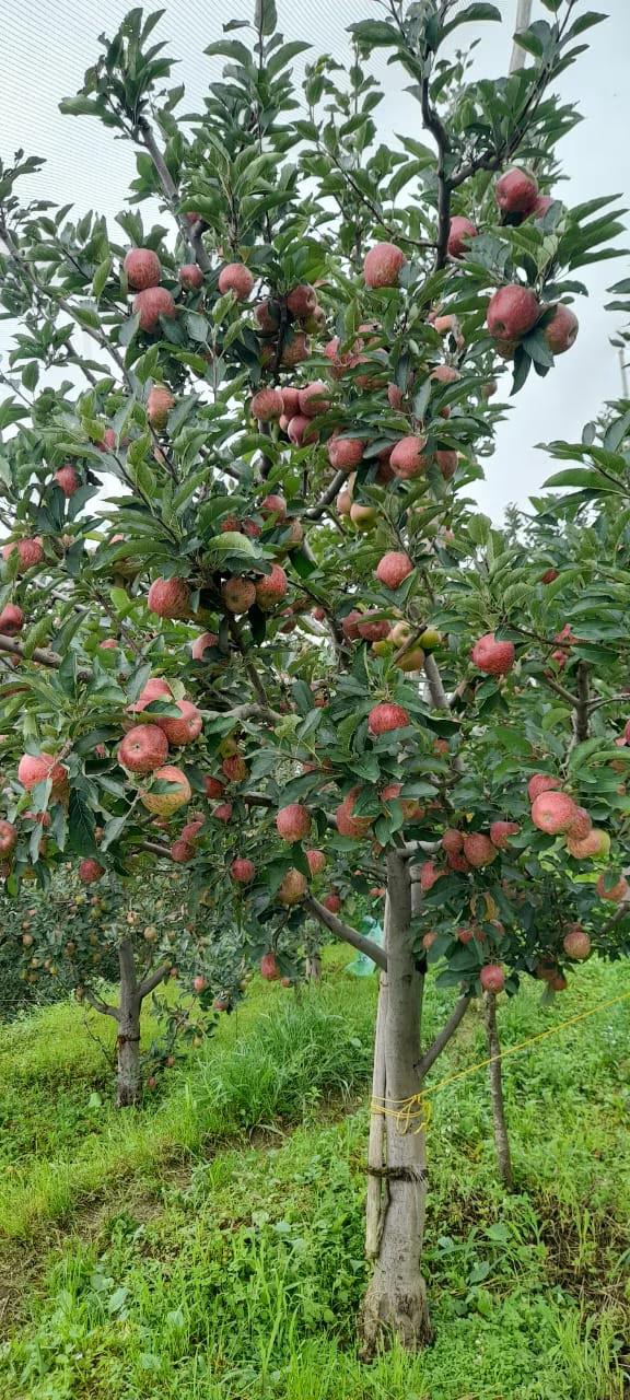 Tree Nest Resort by The HFE x Solis Nature