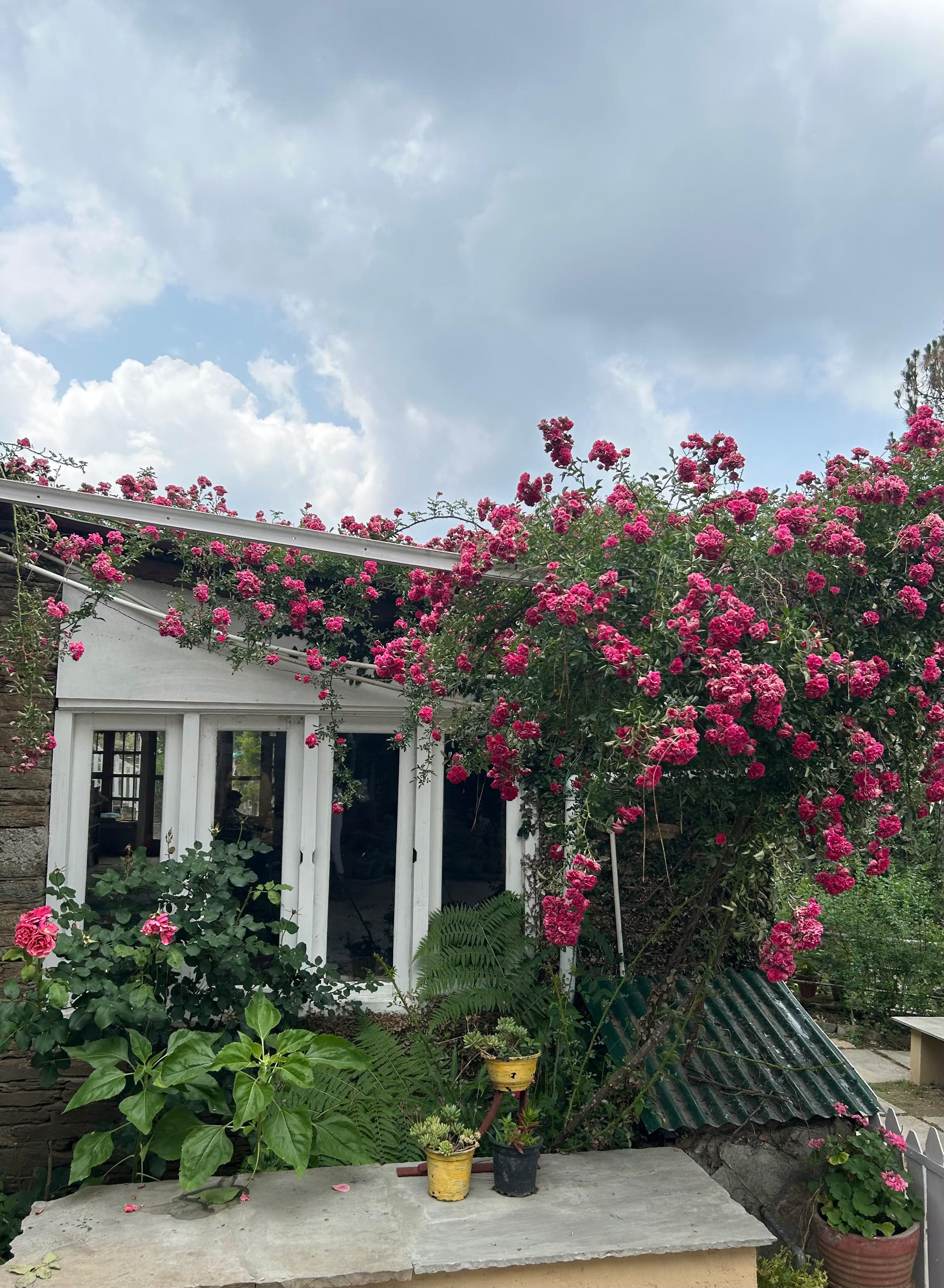 Frozen Woods x Solis Nature