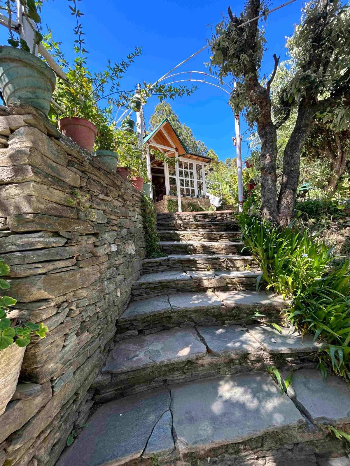 Frozen Woods x Solis Nature