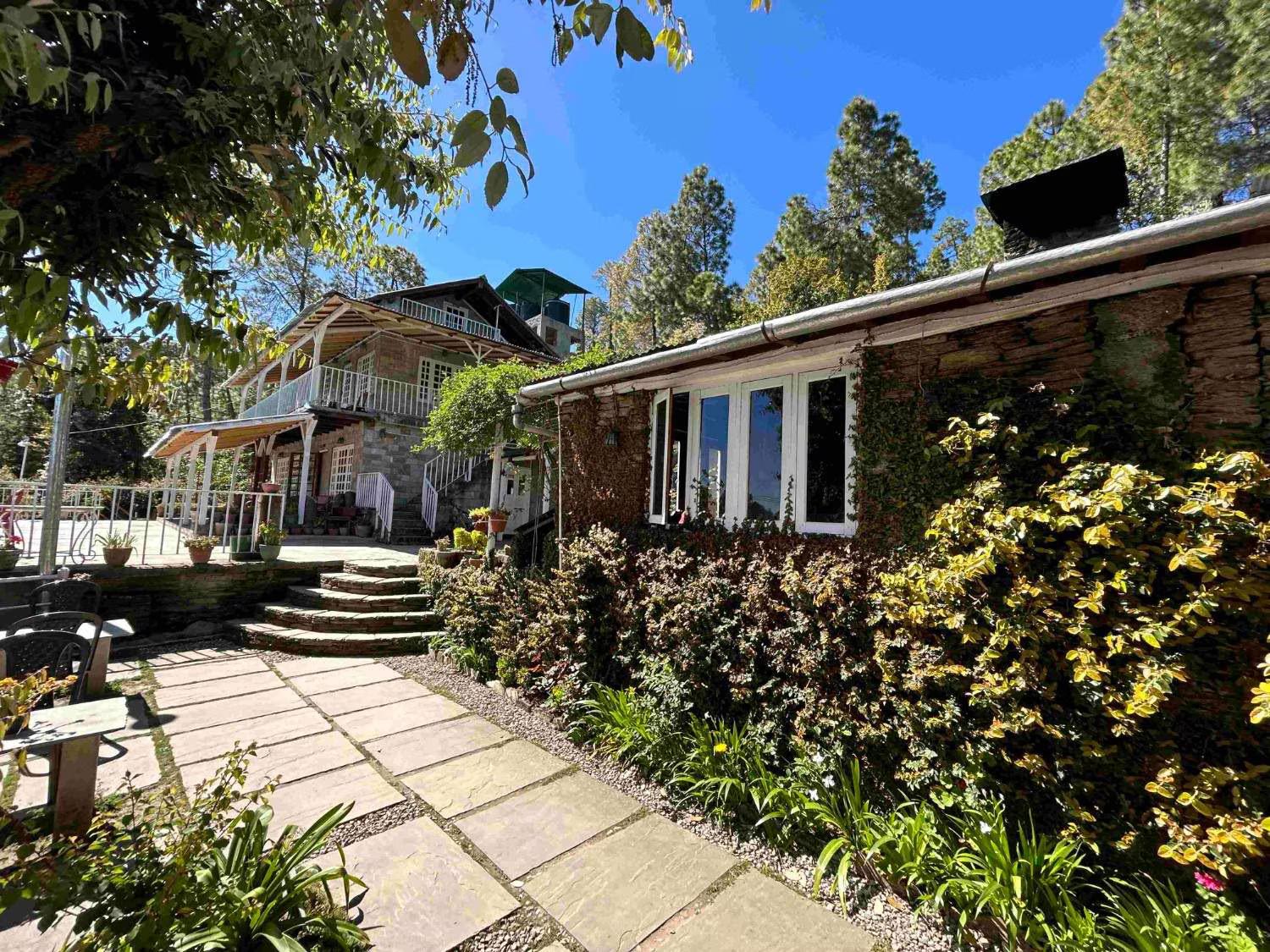 Frozen Woods x Solis Nature