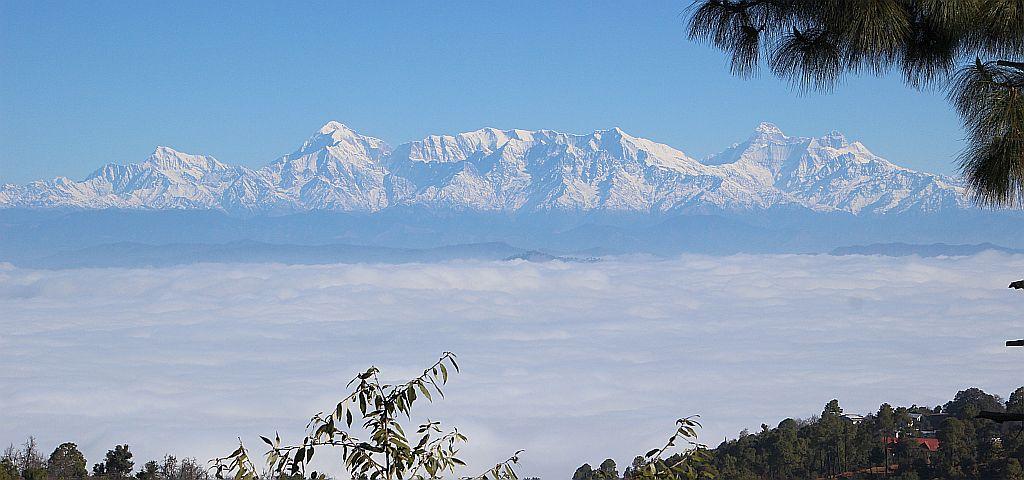 Frozen Woods x Solis Nature