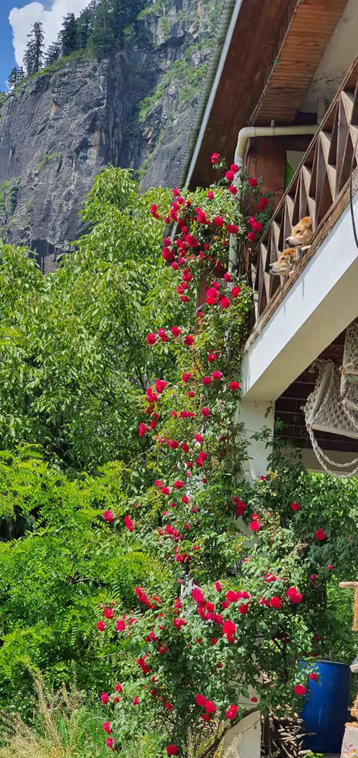 Himalaya retreat vashisht x Solis Nature