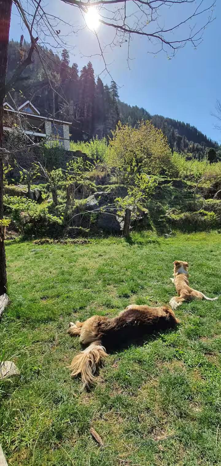 Himalaya retreat vashisht x Solis Nature