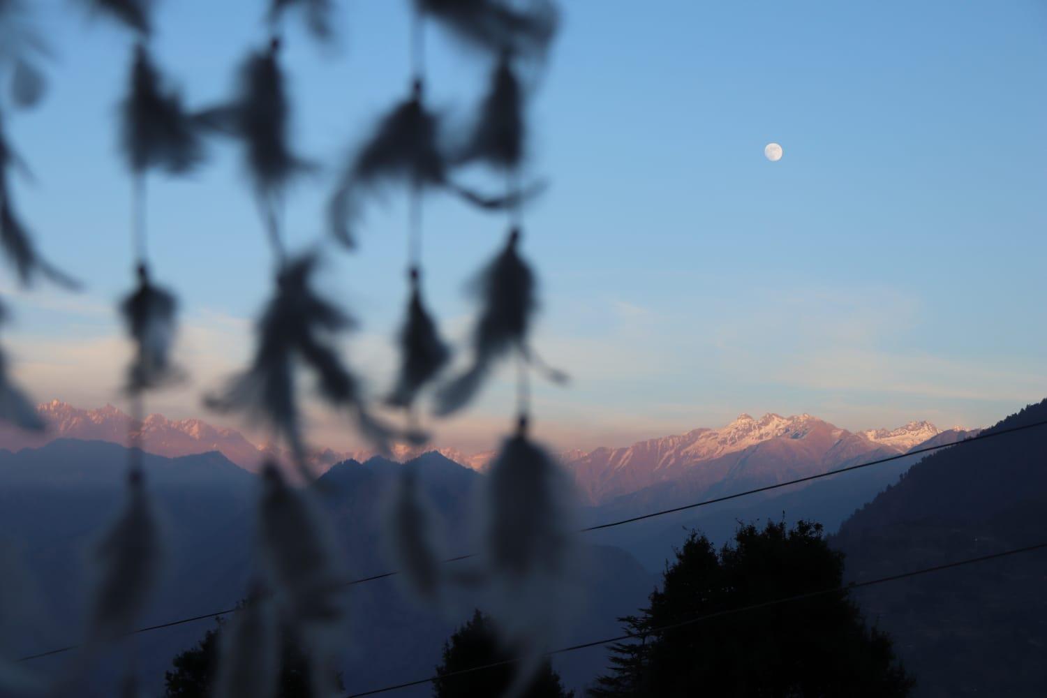 The Tree Top jibhi x Solis Nature