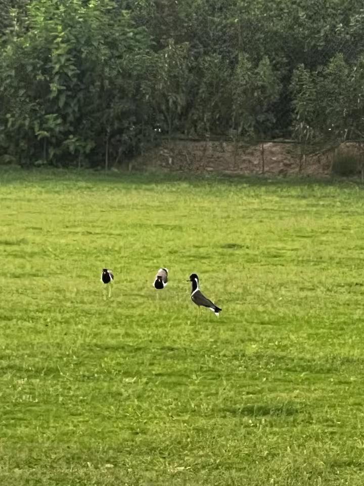 Hut (NCR) x Solis Nature