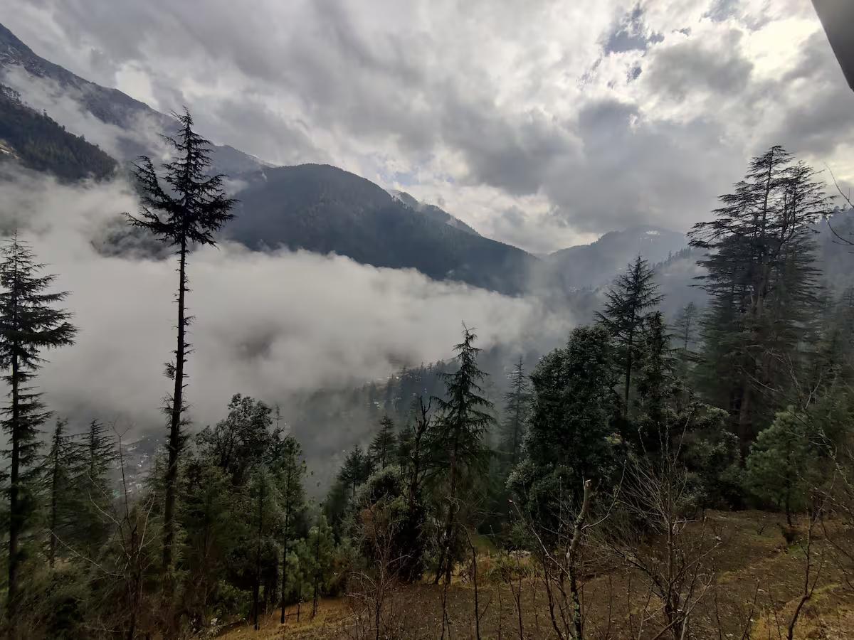 The Wooden Nest x Solis Nature