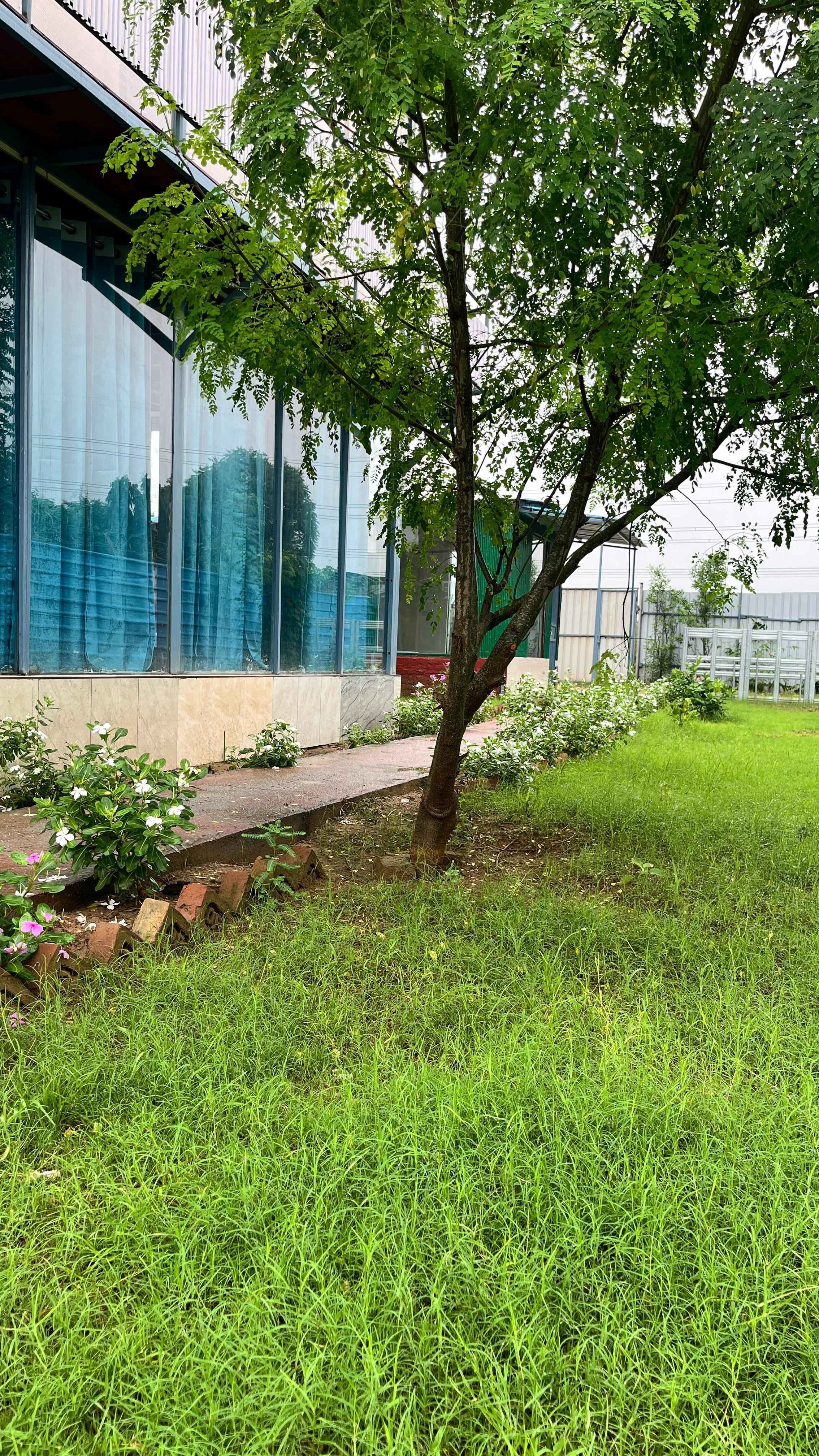 Brasa Farm (NCR) x Solis Nature