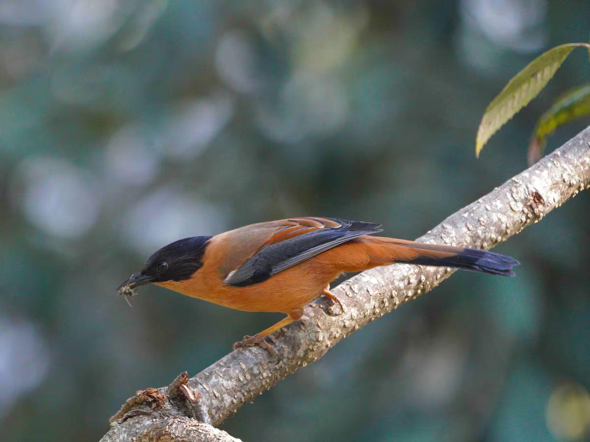 Wood Owl Cottage x Solis Nature