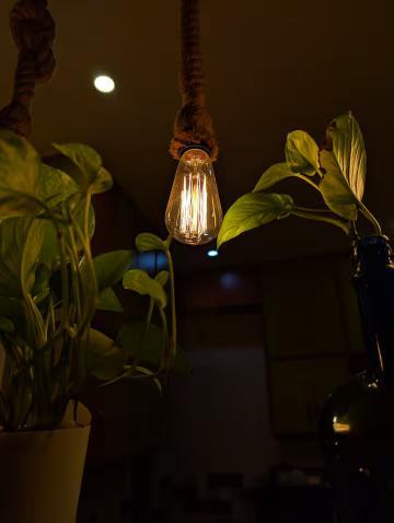 Hey gram x Solis Nature