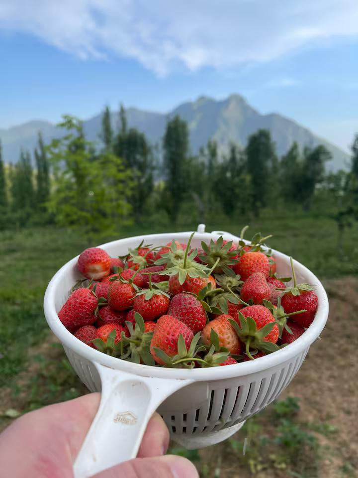 The Greystone x Solis Nature