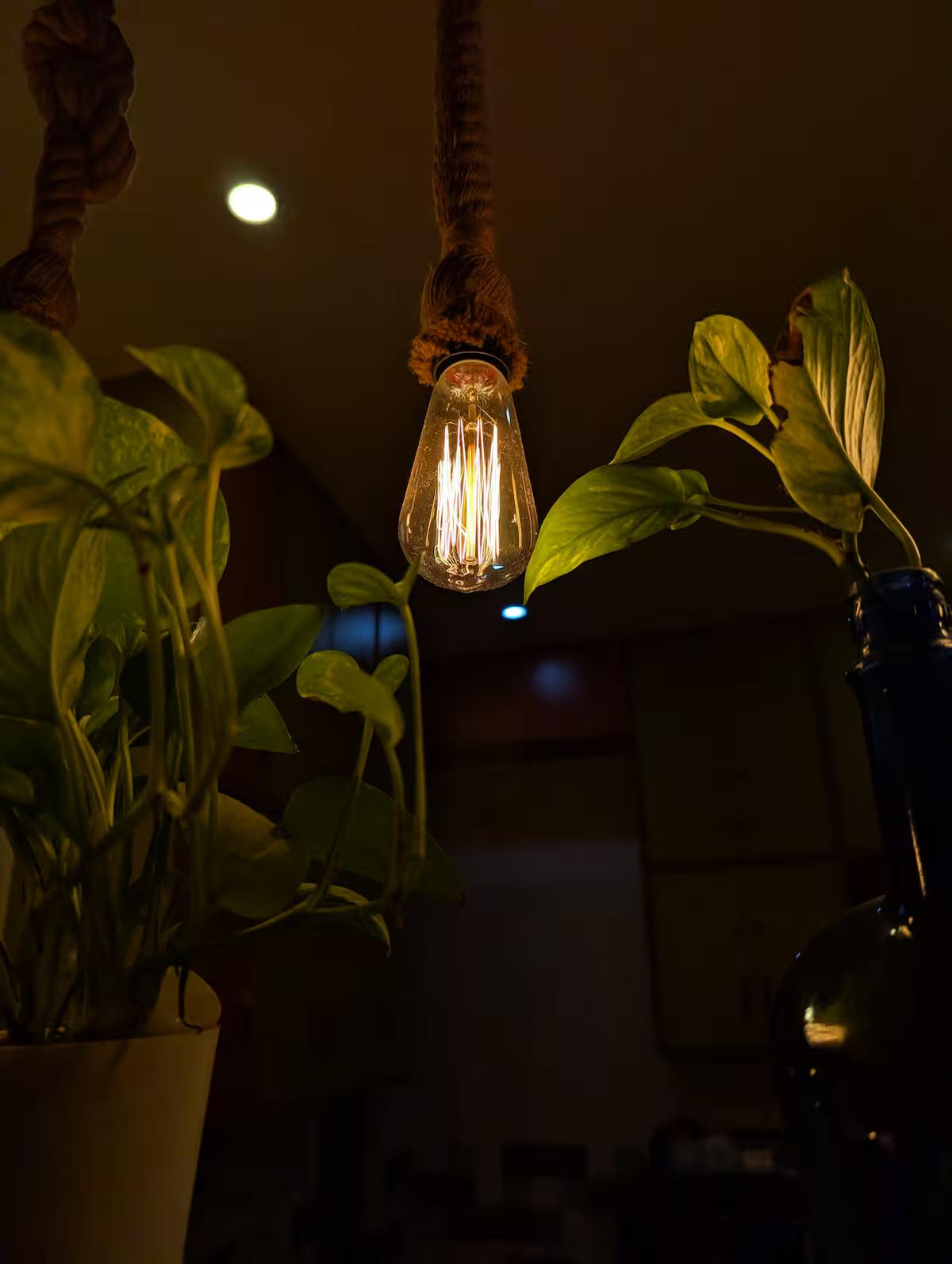 Hey gram x Solis Nature