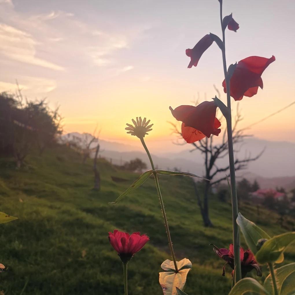 Nest in peace camps x Solis Nature