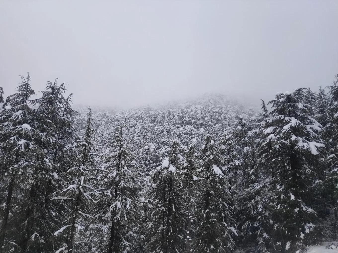 Nest in peace camps x Solis Nature