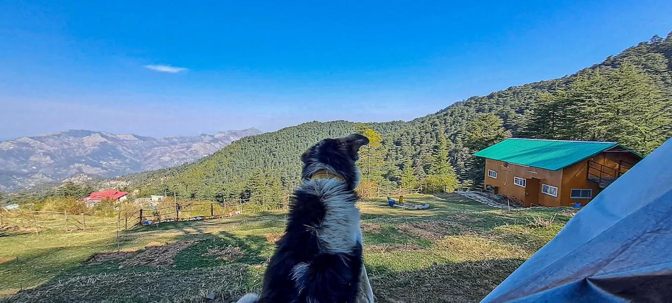 Nest in peace camps x Solis Nature