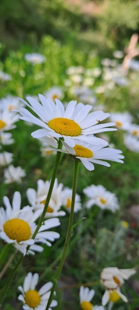 Nest in peace camps x Solis Nature