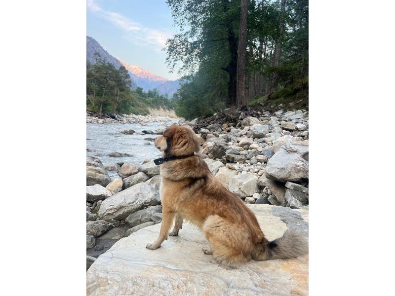 North Deodar Camps, Kasol x Solis Nature