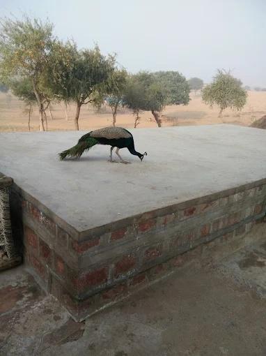 Gangaram Ki Dhani Homestay x Solis Nature