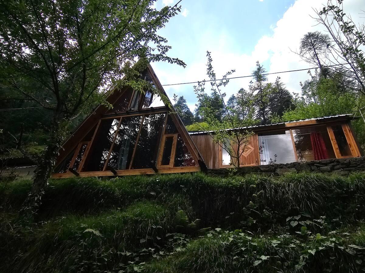 Jungle frames A frame x Solis Nature