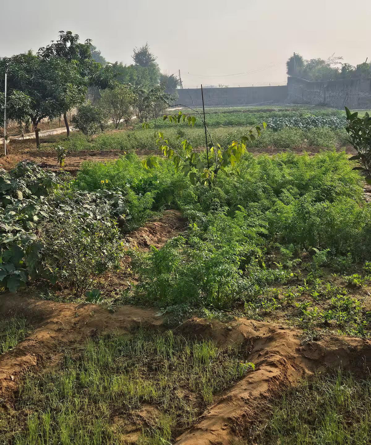 Ekant Farm (NCR) x Solis Nature