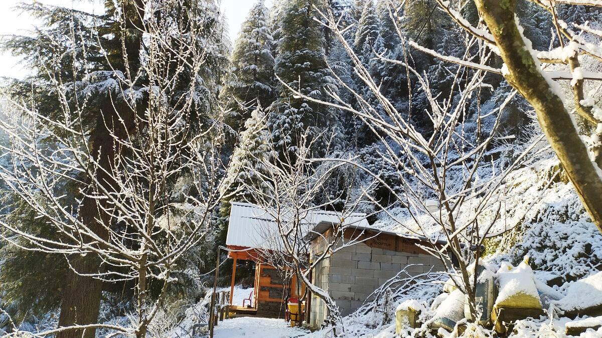 Jungle Trails Cottage x Solis Nature