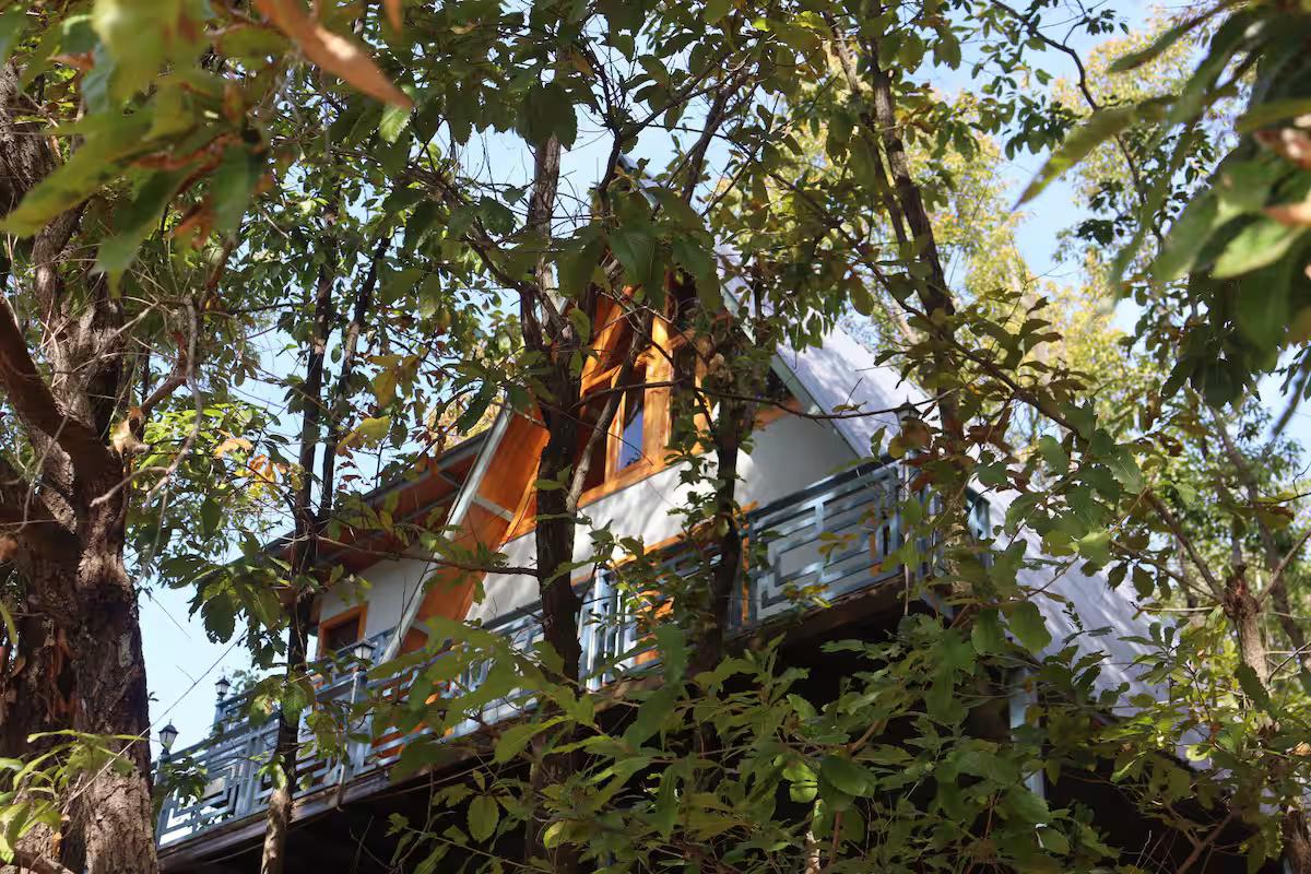 Manipuri oak stay in (A frame cabin) x Solis Nature