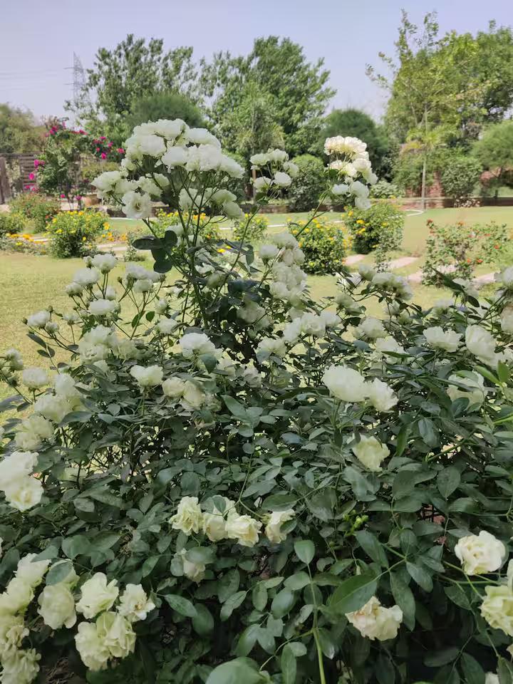 Luxury Farmhouse with Pool in the Aravalli Hills x Solis Nature