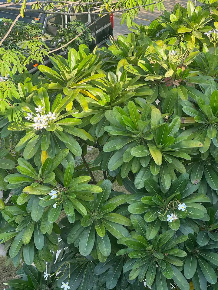 Madonna’s lil nest with 2bhk and pool big size x Solis Nature