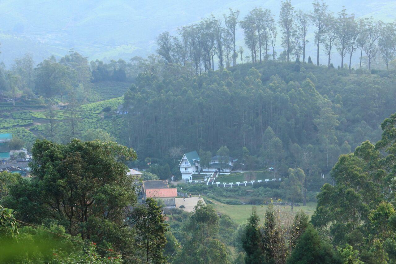Bottlebrush The Tea Side Stay Villa x Solis Nature