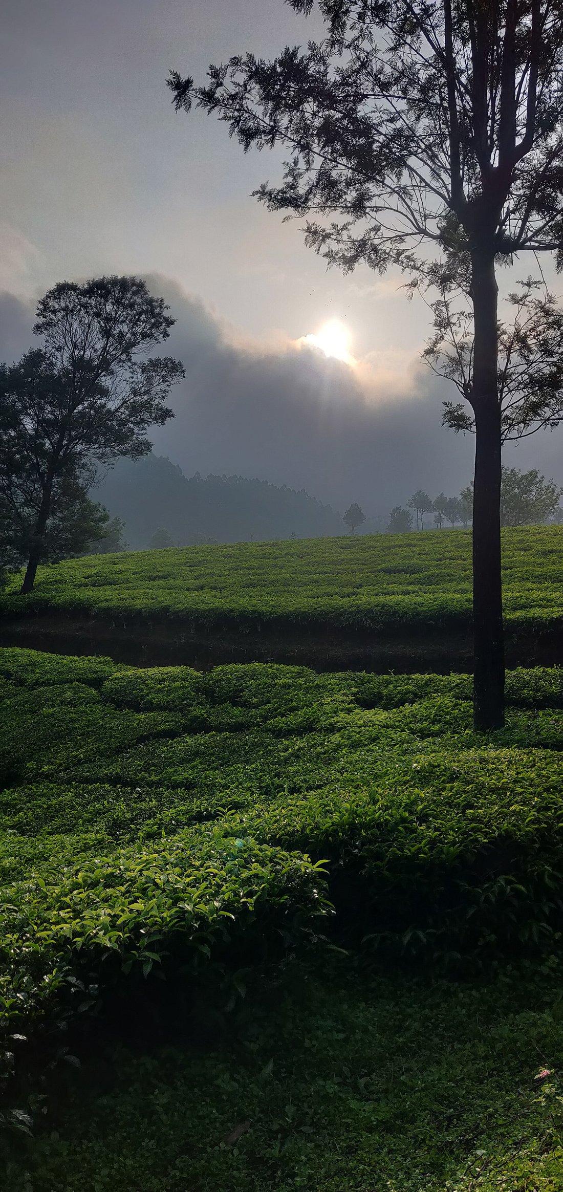 Bottlebrush The Tea Side Stay Villa x Solis Nature