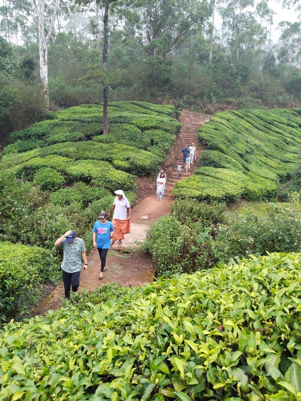 Bottlebrush The Tea Side Stay Villa x Solis Nature