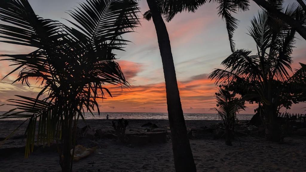 Beachillam x Solis Nature