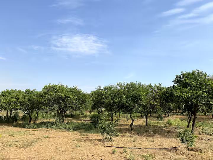 Farm stay in Gurugram | Pet Friendly x Solis Nature